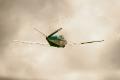 Chip in flight by Dave Swartz (5)